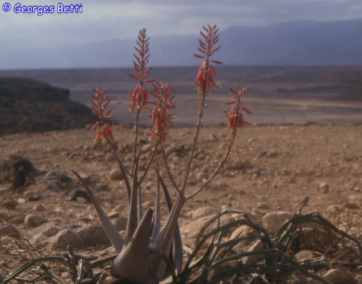 Aloe dhufarensis (Dhofar, Oman)